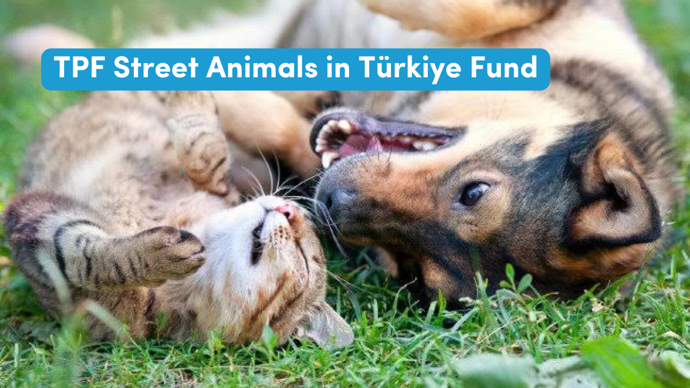 TPF Street Animals in Turkiye Fund
